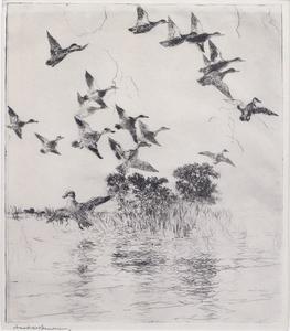 Frank W. Benson - Black Ducks and Wigeon - etching/drypoint - 11.75 x 9.75